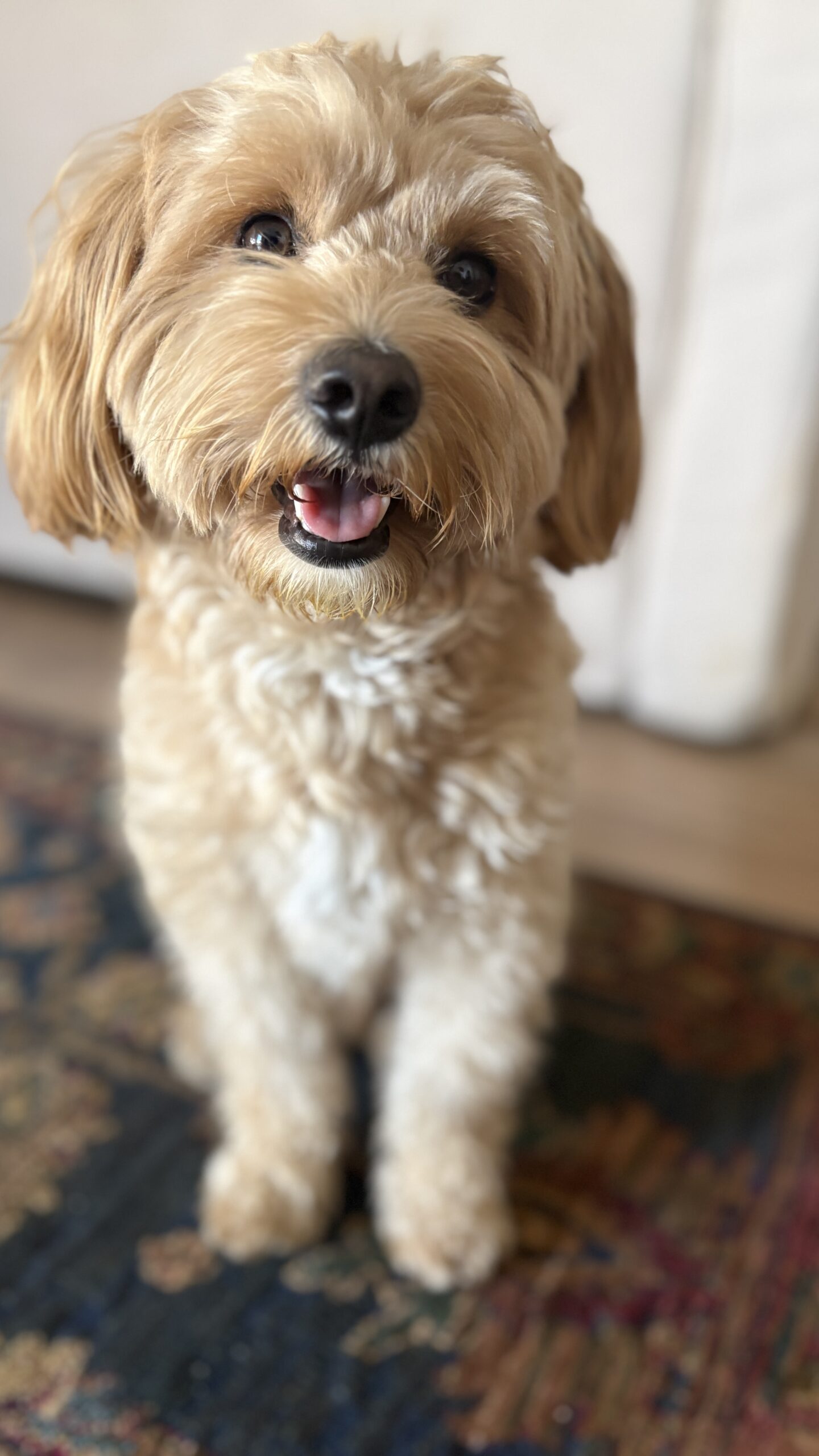 Muffin